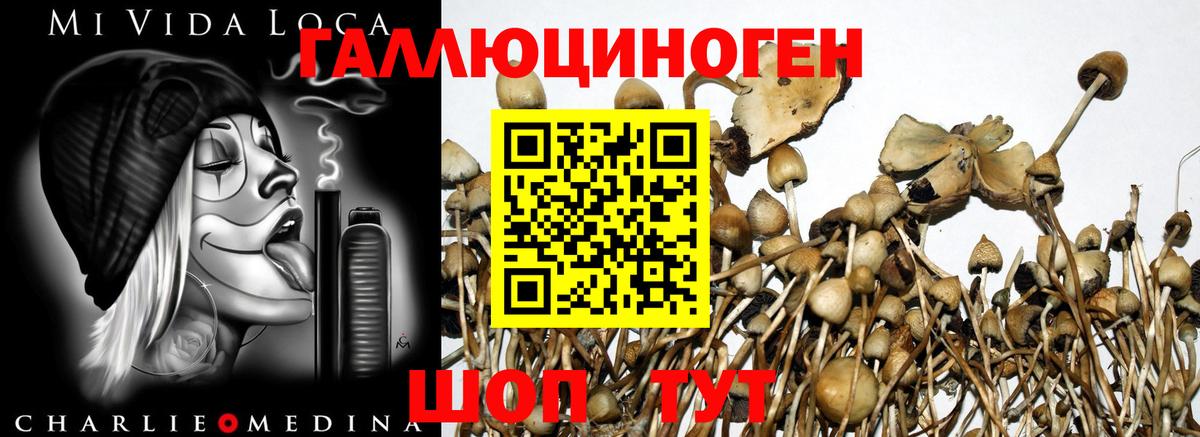 Южноуральск  Галлюциногенные грибы прущие грибы  Галлюциногенные грибы Psilocybe  Вход с VPN 